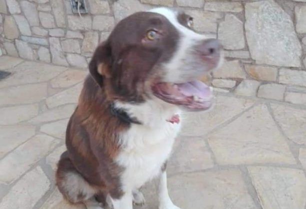 Χάθηκε αρσενικός σκύλος στα Άνω Λιόσια Αττικής