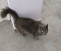 Χάθηκε θηλυκή γάτα ράτσας Νέμπελουνγκ στο Ρίμινι στο Ίλιον Αττικής
