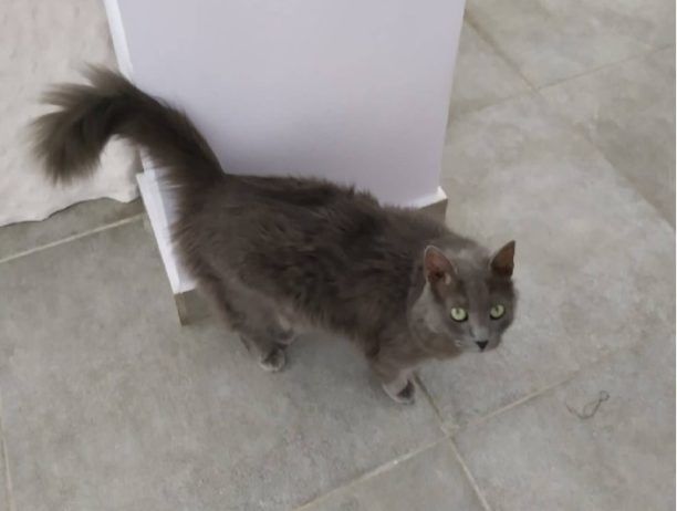 Χάθηκε θηλυκή γάτα ράτσας Νέμπελουνγκ στο Ρίμινι στο Ίλιον Αττικής
