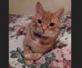 Χάθηκε αρσενική ξανθιά στειρωμένη γάτα στον Νέο Κόσμο της Αθήνας