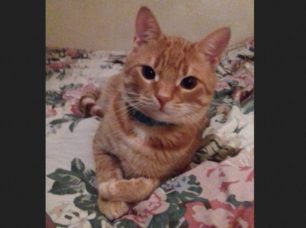 Χάθηκε αρσενική ξανθιά στειρωμένη γάτα στον Νέο Κόσμο της Αθήνας