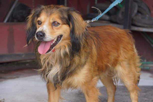 Αναζητούν σκύλο που κάποιος έκλεψε από την οδό Βηλαρά στην Ομόνοια