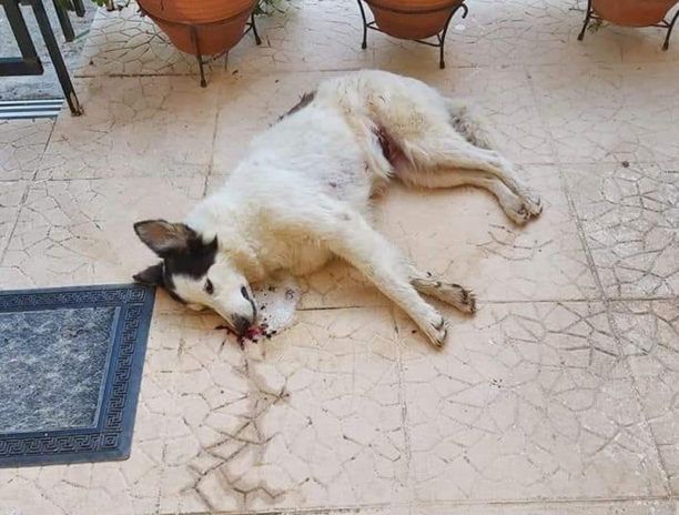 Αρκαδία: Νεκρή από φόλα αδέσποτη κουφή σκυλίτσα στο Παράλιο Άστρος