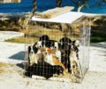 Πάρος: Κυνηγός εγκατέλειψε σε κλουβί 9 σκυλάκια επειδή έχει και άλλα!