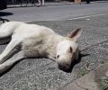 Σκύλος νεκρός από φόλα στον Πλαταμώνα Πιερίας