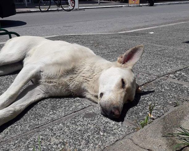 Σκύλος νεκρός από φόλα στον Πλαταμώνα Πιερίας