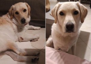 Χάθηκε θηλυκός σκύλος στην Πρέβεζα