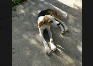 Βρέθηκε - Χάθηκε αρσενικός σκύλος στην Ερέτρια Εύβοιας