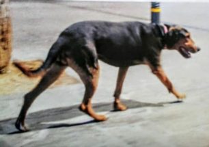 Χάθηκε θηλυκός σκύλος στο Ηράκλειο Αττικής