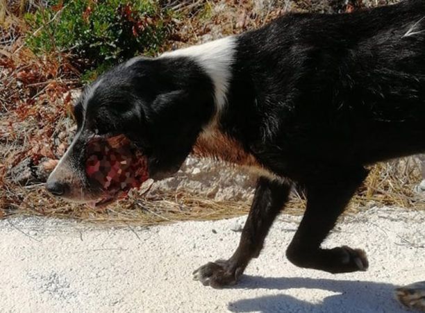 Έκκληση για τον εντοπισμό του σοβαρά τραυματισμένου σκύλου που βρέθηκε στα Περιστέρια Σαλαμίνας