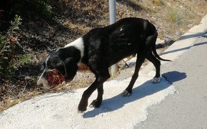 Έκκληση για τον εντοπισμό του σοβαρά τραυματισμένου σκύλου που βρέθηκε στα Περιστέρια Σαλαμίνας 2 SalaminaPeristeriaTravmatismenosSkylos 2