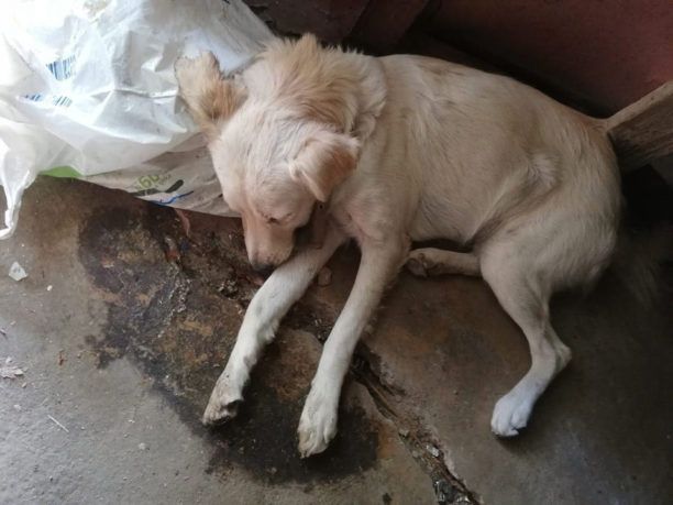 Σάμος: Ακόμα ένα σκυλί νεκρό από φόλα στους Μαυρατζαίους