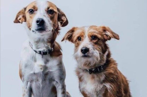 Βρέθηκαν - Χάθηκαν δύο σκυλιά στην περιοχή του Lidl στον Πύργο Ηλείας