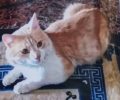 Χάθηκε αρσενική στειρωμένη γάτα στον Κολωνό της Αθήνας