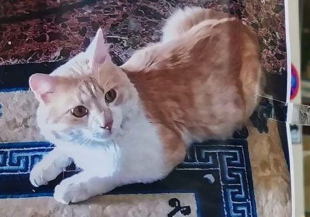 Χάθηκε αρσενική στειρωμένη γάτα στον Κολωνό της Αθήνας
