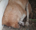 Βαμβακού Λάρισας: Τρία σκυλιά νεκρά από φόλα