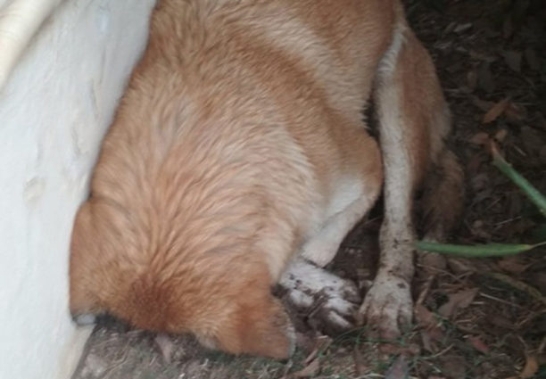 Βαμβακού Λάρισας: Τρία σκυλιά νεκρά από φόλα