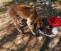 Βάρκιζα Αττικής: Κατήγγειλε τη γυναίκα που εγκατέλειψε τον σκύλο της επειδή τον βαρέθηκε