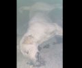 Βόνιτσα Αιτωλοακαρνανίας: Σκύλος νεκρός από φόλα στη γειτονιά που ζούσε επί 7 χρόνια