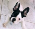 Χάθηκε ασπρόμαυρος αρσενικός σκύλος Γαλλικό Μπουλντόγκ στη Νέα Σμύρνη Αττικής