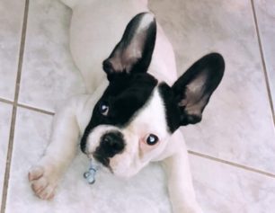 Χάθηκε ασπρόμαυρος αρσενικός σκύλος Γαλλικό Μπουλντόγκ στη Νέα Σμύρνη Αττικής