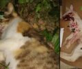 Αμαλιάδα Ηλείας: Κατήγγειλε τον γείτονα του καθώς τον είδε να δηλητηριάζει τις γάτες του