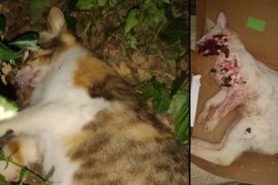 Αμαλιάδα Ηλείας: Κατήγγειλε τον γείτονα του καθώς τον είδε να δηλητηριάζει τις γάτες του