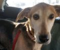 Αγία Παρασκευή Αττικής: Έκκληση για να καλυφθεί το κόστος θεραπείας του άρρωστου αδέσποτου σκύλου