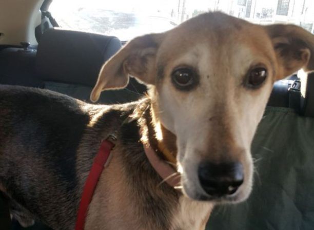 Αγία Παρασκευή Αττικής: Έκκληση για να καλυφθεί το κόστος θεραπείας του άρρωστου αδέσποτου σκύλου