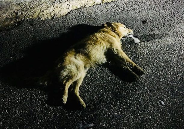 Ακόμα ένας σκύλος νεκρός από φόλα στη Δράμα
