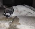 Έδεσσα Πέλλας: Νεκρός από φόλα σκύλος που ζούσε επί τρία χρόνια στην ίδια γειτονιά