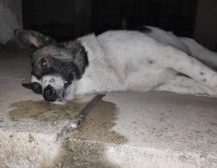 Έδεσσα Πέλλας: Νεκρός από φόλα σκύλος που ζούσε επί τρία χρόνια στην ίδια γειτονιά
