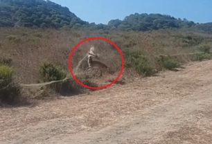 Ρόδος: Ακόμα ένα ελάφι βρέθηκε παγιδευμένο σε δίχτυα στην Απολακκιά (βίντεο)