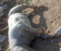 Πειραιάς: Βρήκαν σκύλο πνιγμένο δεμένο σε τσουβάλι στη Φρεαττύδα