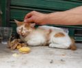 Αθήνα: Έκκληση για τη σωτηρία τραυματισμένης γάτας στον Άγιο Παντελεήμονα (βίντεο)