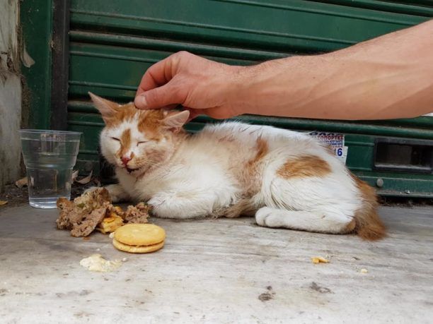 Αθήνα: Έκκληση για τη σωτηρία τραυματισμένης γάτας στον Άγιο Παντελεήμονα (βίντεο)