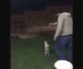 Δεν κακοποιήθηκε στην Ελλάδα γάτα την οποία άνδρας κλωτσάει σε βίντεο που αναρτήθηκε το 2017