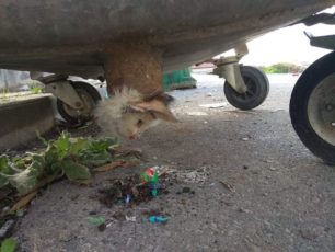 Έσωσαν γάτα που παγιδεύτηκε σε κάδο σκουπιδιών στα Γιαννιτσά Πέλλας (βίντεο)