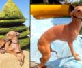 Αναζητεί τα σκυλιά ράτσας Γκρεϊχάουντ που του έκλεψαν μέσα από το τρένο  στο δρομολόγιο Θεσσαλονίκη – Αθήνα