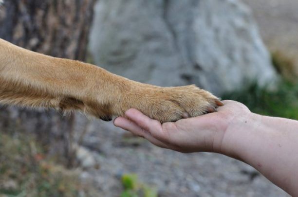 Γιορτή αφιερωμένη στην προστασία των ζώων στις 23 Νοεμβρίου στην Αθήνα