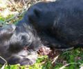 15-10-2020 Η δίκη του άνδρα που σκότωσε σκύλο στο Χορτοκόπι Καβάλας