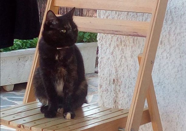Χάθηκε θηλυκή γάτα στην Ανθούσα Αττικής