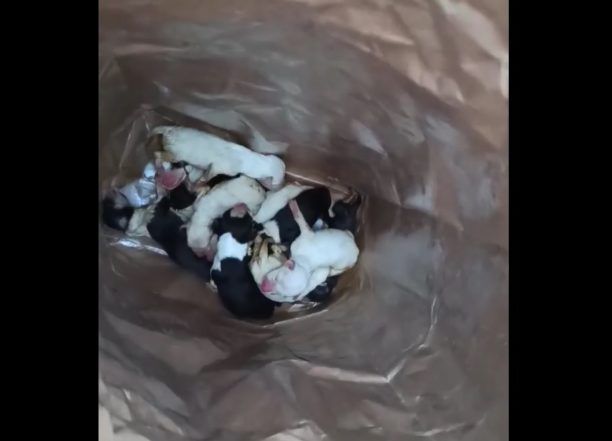 Σάμος: Βρήκε 11 νεογέννητα κουτάβια ζωντανά πεταμένα σε κάδο στο Καρλόβασι (βίντεο)