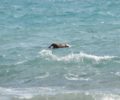 Κεφαλλονιά: Βρήκε πτώμα σκύλου με θηλιά στον λαιμό να επιπλέει στη θάλασσα στην ακτή του Άη Χέλη