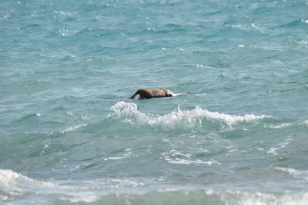 Κεφαλλονιά: Βρήκε πτώμα σκύλου με θηλιά στον λαιμό να επιπλέει στη θάλασσα στην ακτή του Άη Χέλη