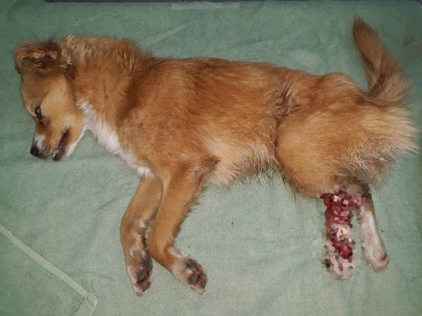 Πέταξε σκύλο με λιωμένα τα πίσω πόδια του στην Κρεστίνη Θεσπρωτίας