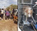 Δήμαρχε Λαυρεωτικής πώς θα επιβιώσουν στον δρόμο γέρικα σκυλιά που έζησαν μια ζωή σε κλουβιά; (βίντεο)