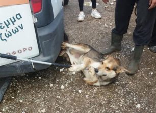 Αρνείται η Ε.Φ.Ε. την κατηγορία κακοποίησης σκύλου από υπάλληλο της στο κυνοκομείο του Λαυρίου (βίντεο)