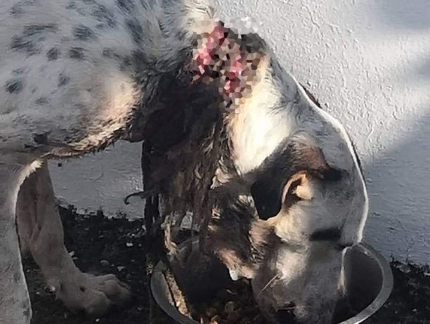 Ρόδος: Βρήκε τον σκύλο να υποφέρει από την πληγή που του προκάλεσε το σχοινί - θηλιά στον λαιμό