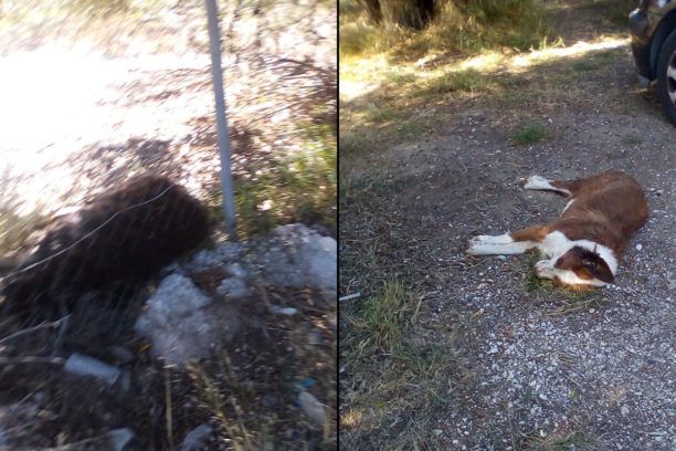 Δύο σκυλιά νεκρά από φόλες στο Λουτράκι Κορινθίας